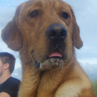 Photo #232391 de Baloo