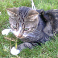Photo #232396 de Lord 
