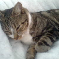 Photo #232403 de Lord 