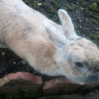 Photo #232404 de Noisette