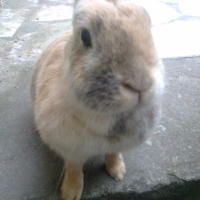 Photo #232414 de Noisette