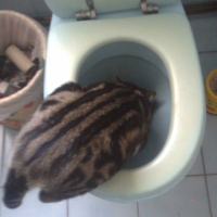 Photo #232421 de Lord 