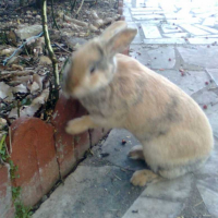 Photo #232422 de Noisette