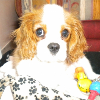 Photo #232423 de Fidji