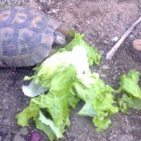 Photo #232426 de Carapatte 