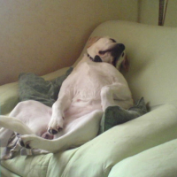 Photo #232454 de Praline