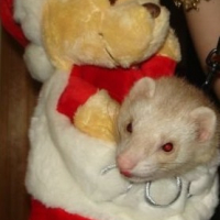 Photo #232525 de Loki