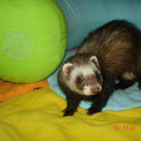 Photo #232541 de Cache