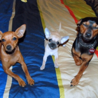 Le trio