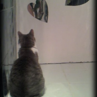 Grisette en pleine admiration