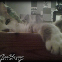 Grisette prend la pose