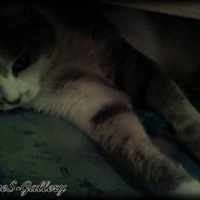 Grisette se repose