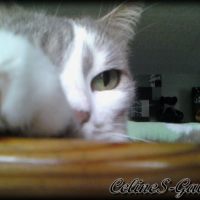 Photo #232620 de Grisette