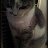 Photo #232621 de Grisette
