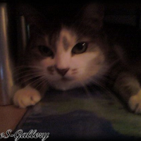 Photo #232624 de Grisette