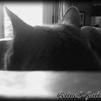 Photo #232629 de Grisette