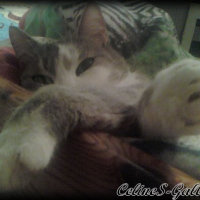 Photo #232637 de Grisette