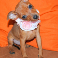Photo #232642 de Djoune