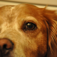 Photo #232670 de Passiflore