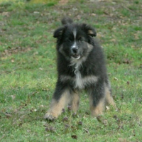 Chipie à deux mois