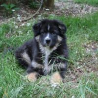 Photo #232699 de Chipie