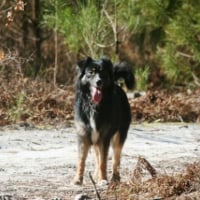 Photo #232703 de Chipie
