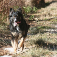 Photo #232704 de Chipie