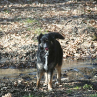 Photo #232705 de Chipie