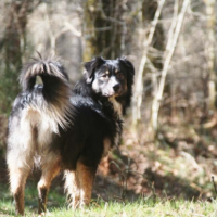 Photo #232706 de Chipie