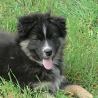 Photo #232707 de Chipie