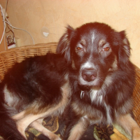 Photo #232708 de Chipie