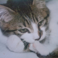 Photo #232739 de Tigrou