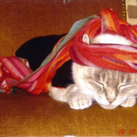 Photo #232748 de Vanille