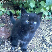 _e_Me_bo_chaton