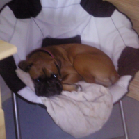 Photo #232795 de Daisy