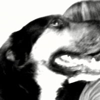 Photo #232809 de Benji