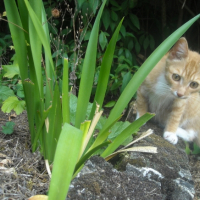 Photo #232842 de Ptit rouquin