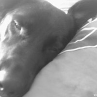 Photo #232848 de Cally