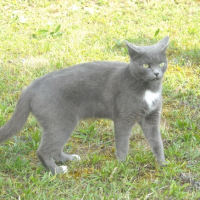Photo #232849 de Pupuce
