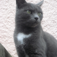Photo #232852 de Pupuce