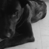 Photo #232855 de Cally