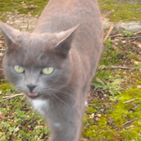 Photo #232856 de Pupuce