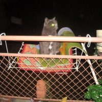 Photo #232858 de Pupuce