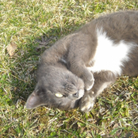 Photo #232861 de Pupuce
