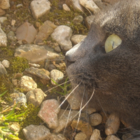 Photo #232864 de Pupuce