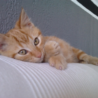 Photo #232882 de Feline