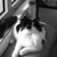 Photo #232892 de Chlorophylle