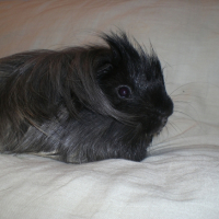 Photo #232921 de Panach