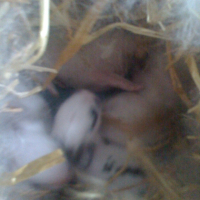 Photo #232925 de Pupuce