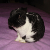 Photo #232926 de Curly